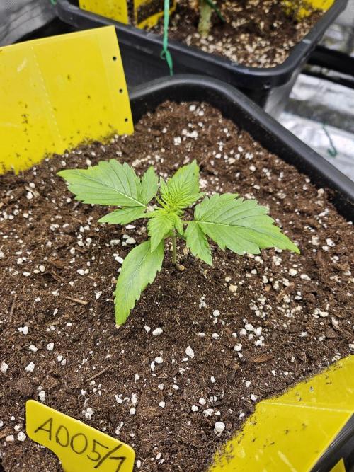 #SSSC Test A005 Auto. Week 2