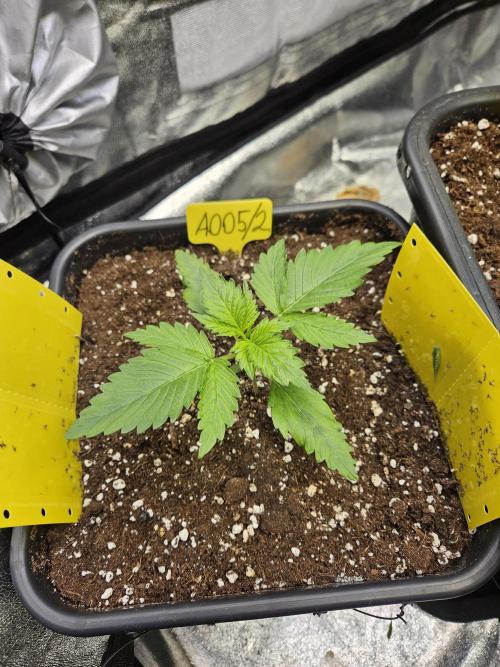 #SSSC Test 2. A005 Auto. Week 2