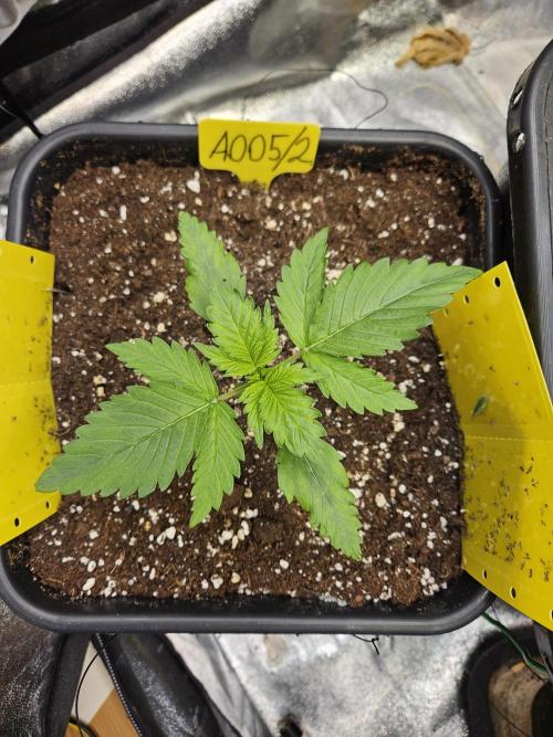 #SSSC Test 2. A005 Auto. Week 2