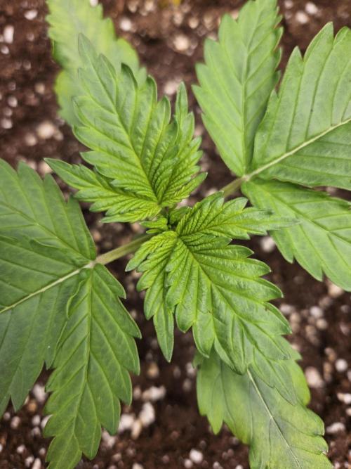 #SSSC Test 2. A005 Auto. Week 2