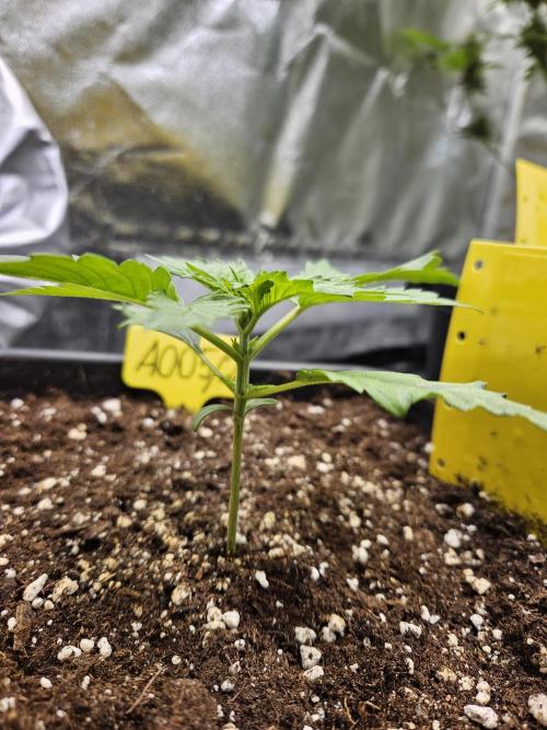 #SSSC Test 2. A005 Auto. Week 2