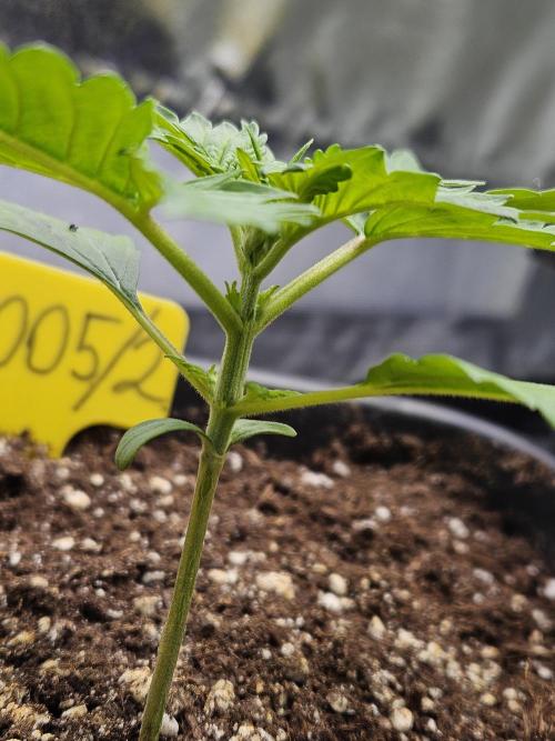 #SSSC Test 2. A005 Auto. Week 2