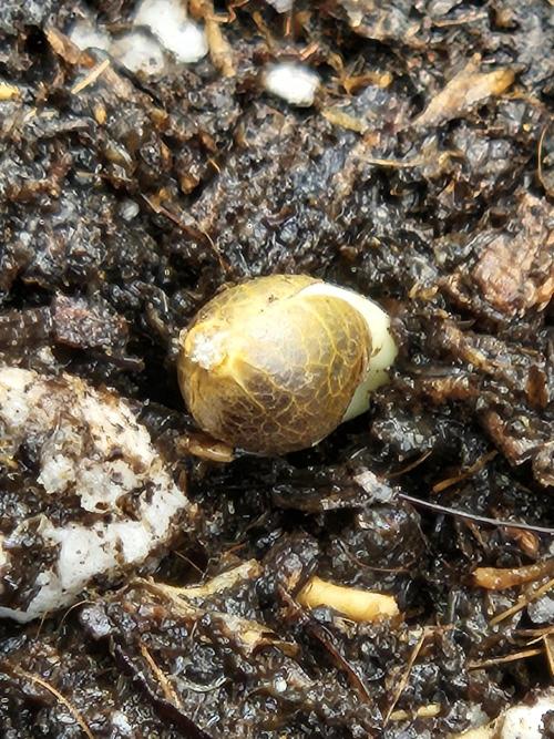 Fastberry Auto. Week 0