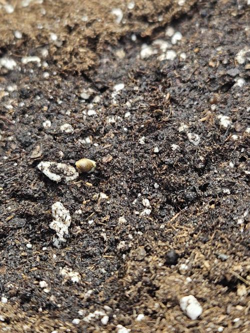 Fastberry Auto. Week 0