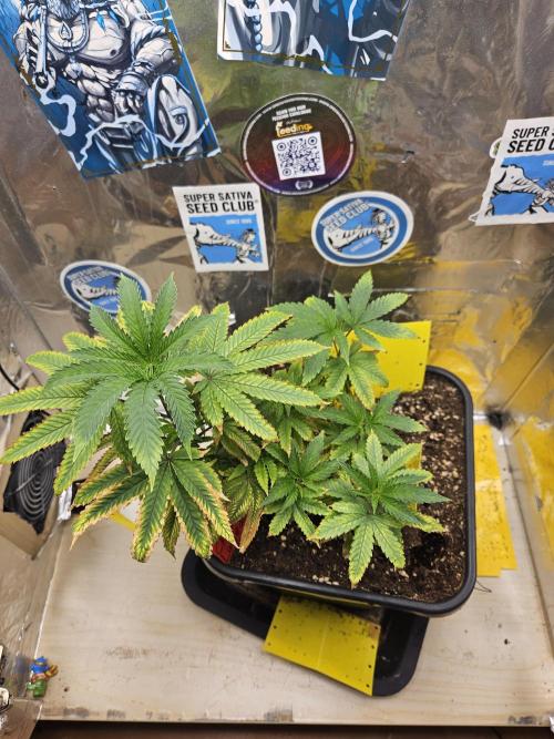 Cherry Limeade 2.. Week 10