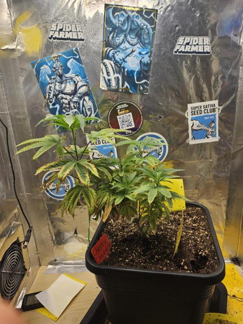 Cherry Limeade 2.. Week 10