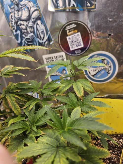 Cherry Limeade 2.. Week 10