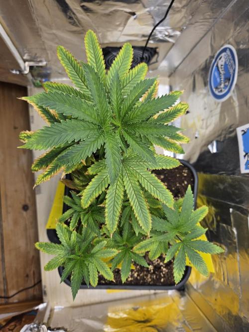 Cherry Limeade 2.. Week 10