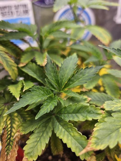 Cherry Limeade 2.. Week 10