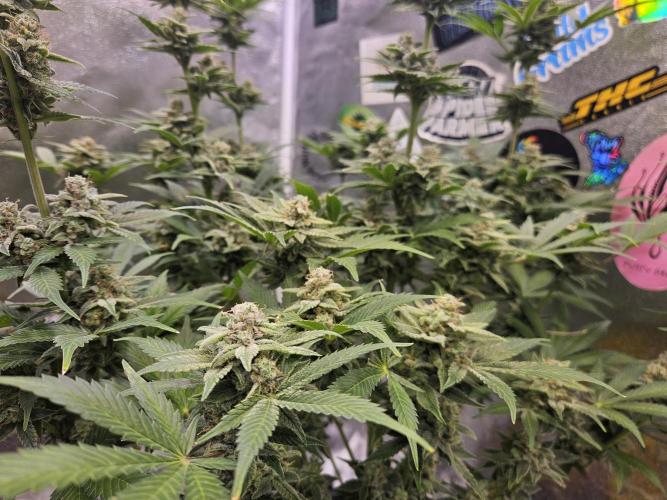 White Widow Auto. Week 13