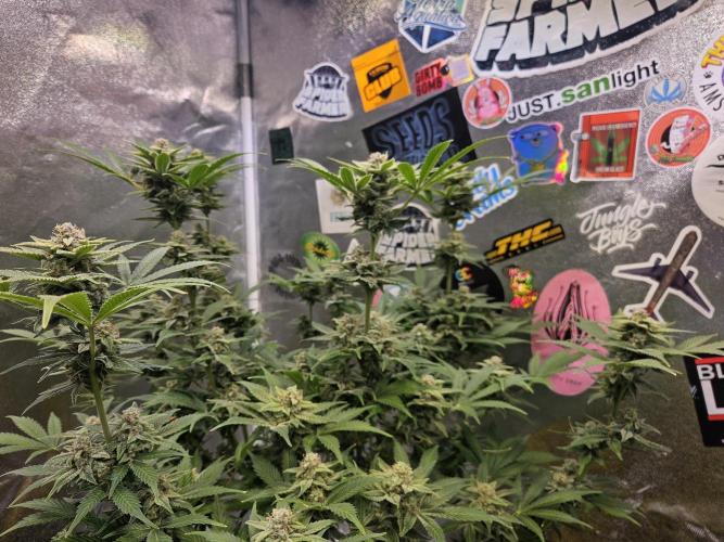 White Widow Auto. Week 13