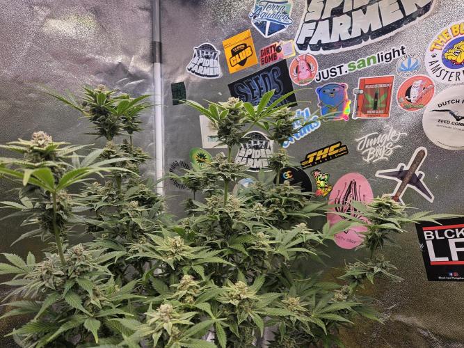 White Widow Auto. Week 13