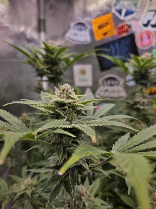 White Widow Auto. Week 13