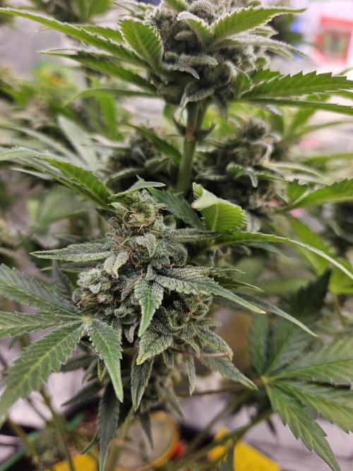 White Widow Auto. Week 13