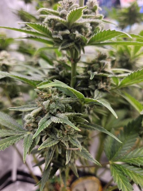 White Widow Auto. Week 13