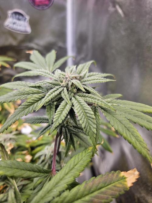 Cherry Limeade. Week 16