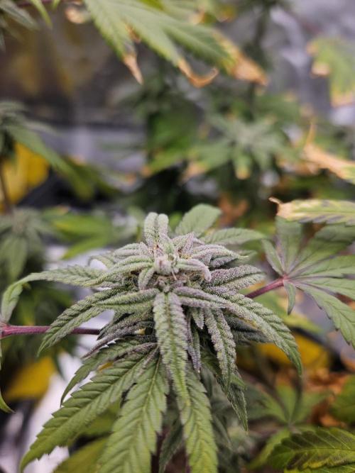 Cherry Limeade. Week 16