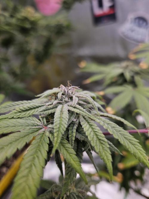 Cherry Limeade. Week 16