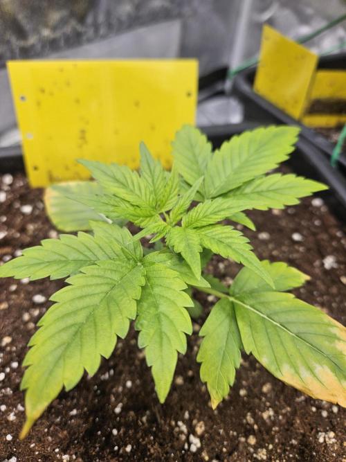 #SSSC Test A005 Auto. Week 3