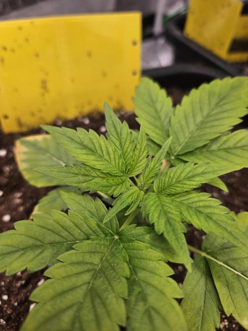 #SSSC Test A005 Auto. Week 3