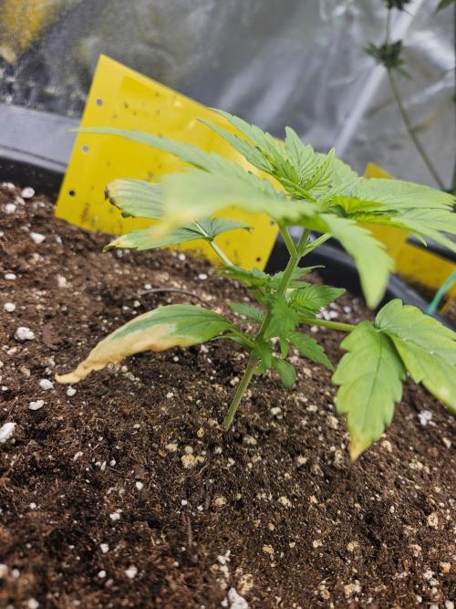 #SSSC Test A005 Auto. Week 3