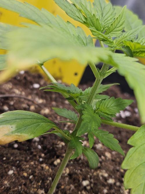 #SSSC Test A005 Auto. Week 3