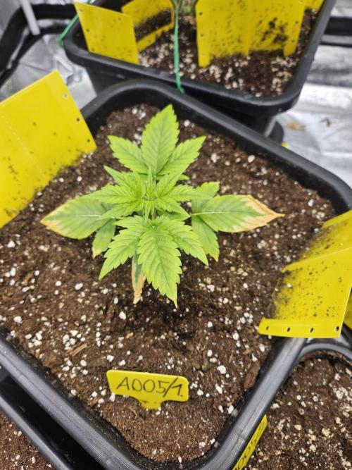 #SSSC Test A005 Auto. Week 3