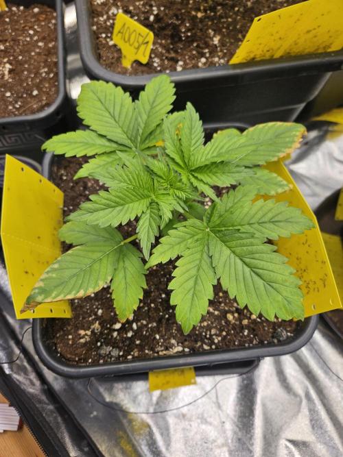 #SSSC Test 2. A005 Auto. Week 3