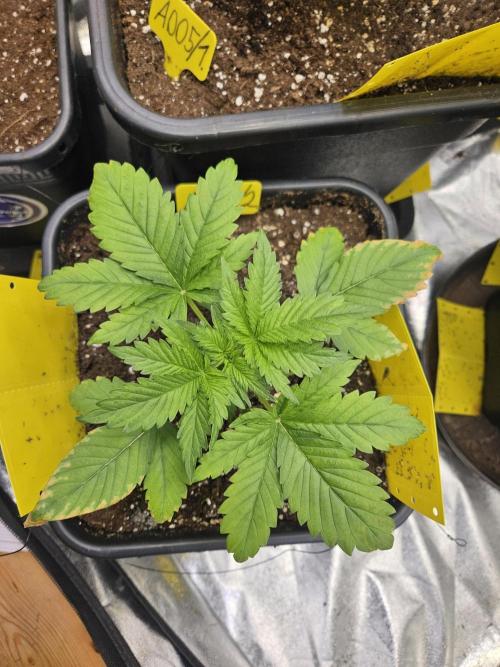 #SSSC Test 2. A005 Auto. Week 3