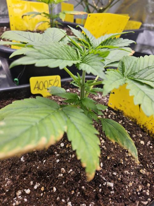 #SSSC Test 2. A005 Auto. Week 3