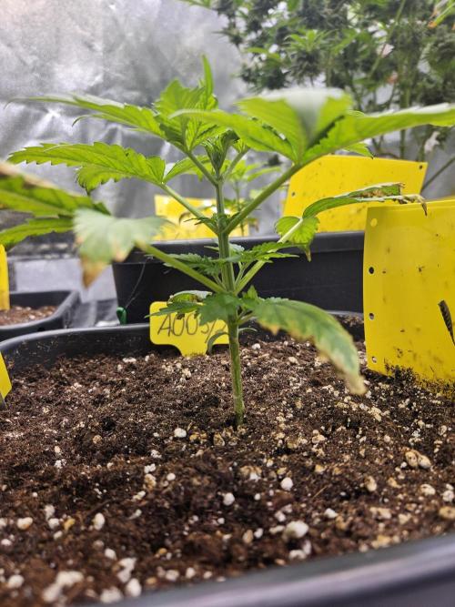 #SSSC Test 2. A005 Auto. Week 3