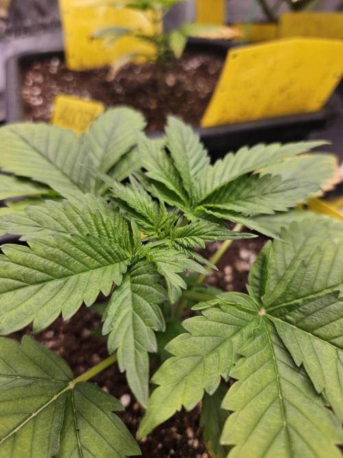 #SSSC Test 2. A005 Auto. Week 3