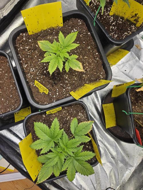 #SSSC Test 2. A005 Auto. Week 3