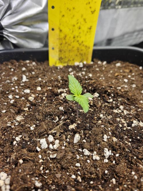 Fastberry Auto. Week 1