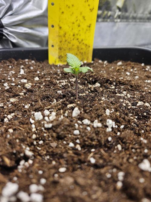 Fastberry Auto. Week 1