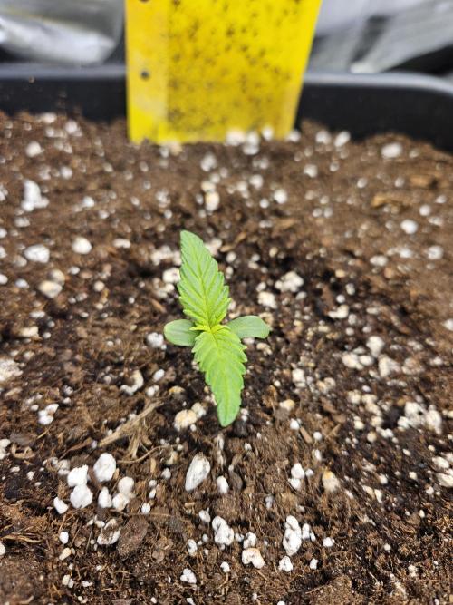 Fastberry Auto. Week 1