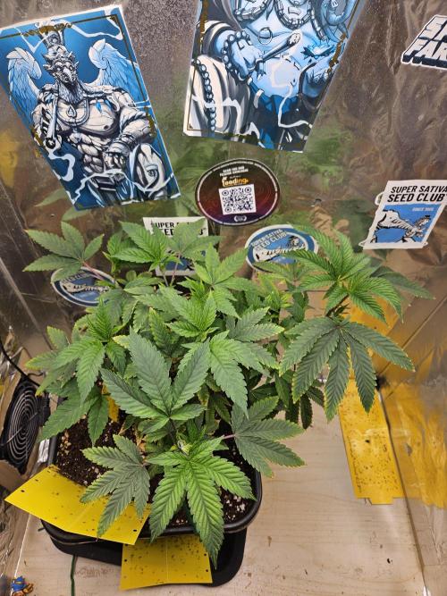 Cherry Limeade 2.. Week 11