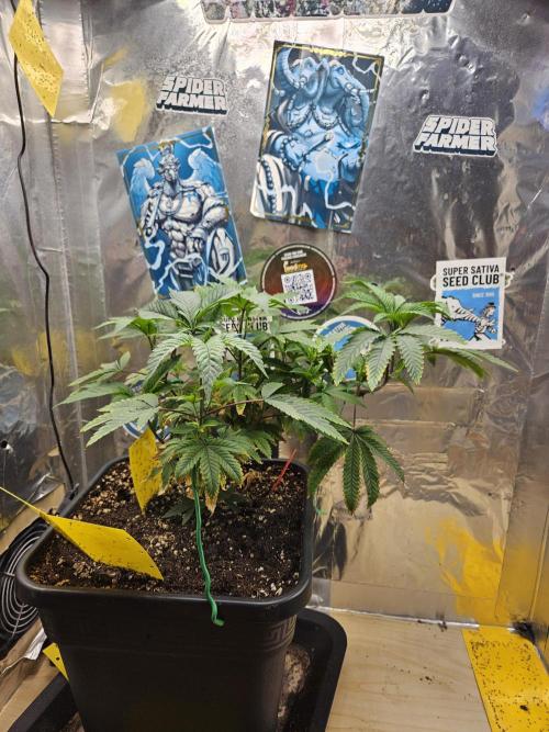 Cherry Limeade 2.. Week 11