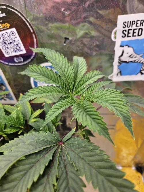 Cherry Limeade 2.. Week 11