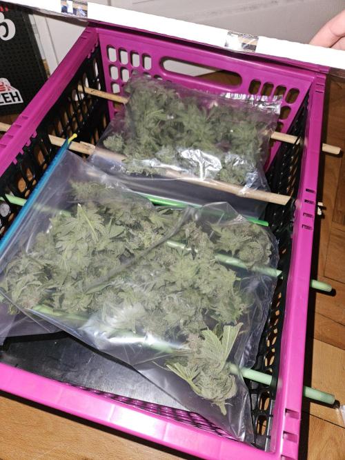 White Widow Auto. Week 14