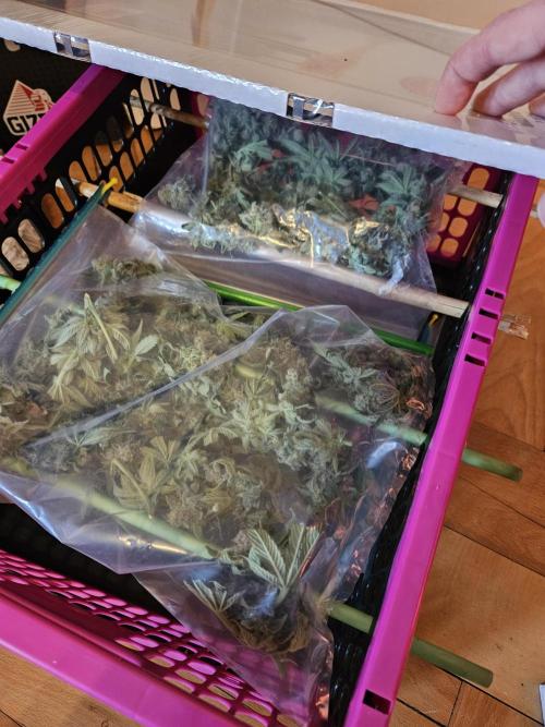 White Widow Auto. Week 14