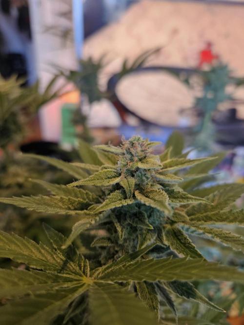 White Widow Auto. Week 14