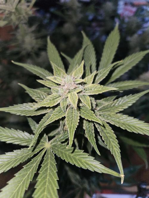 White Widow Auto. Week 14