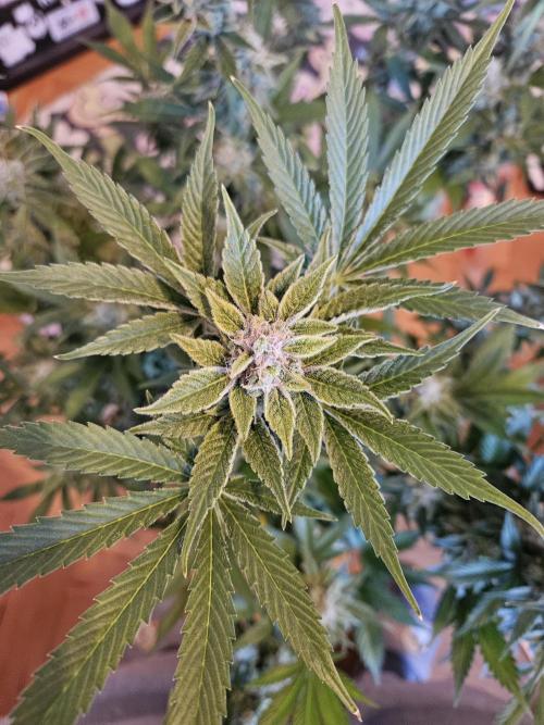 White Widow Auto. Week 14