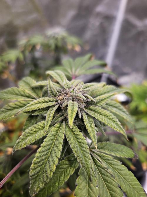 Cherry Limeade. Week 17