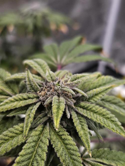 Cherry Limeade. Week 17