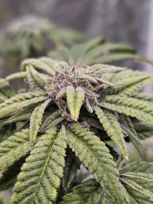 Cherry Limeade. Week 17