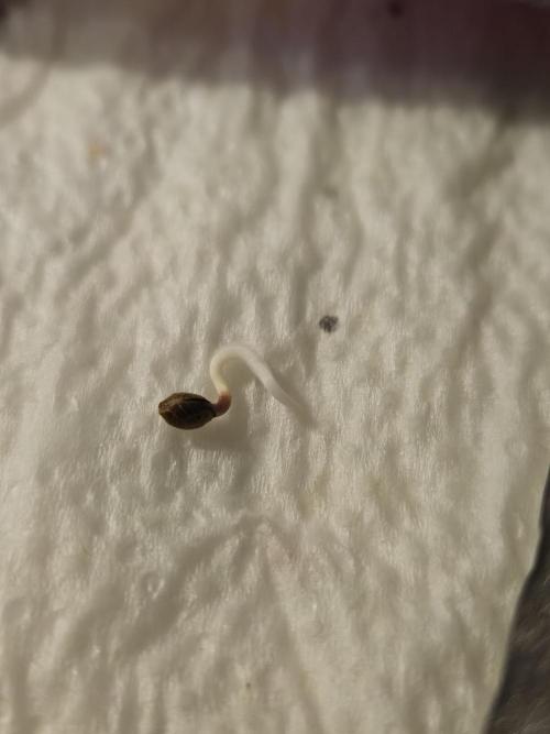 Big Bang Auto. Week 0