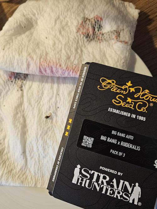 Big Bang Auto. Week 0