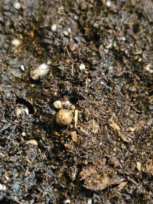 Big Bang Auto. Week 0